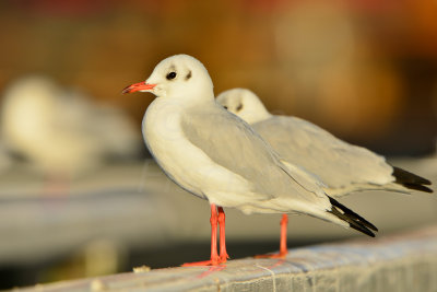 Texel NL 9-15-13 0763.JPG