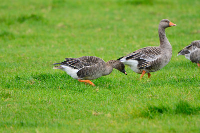 Texel NL 9-14-13 0706.JPG