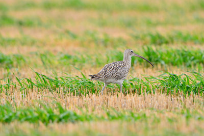 Texel NL 9-14-13 0349.JPG