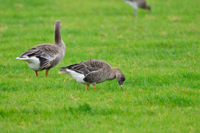 Texel NL 9-14-13 0710.JPG