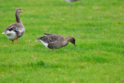 Texel NL 9-14-13 0718.JPG