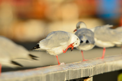 Texel NL 9-15-13 0764.JPG