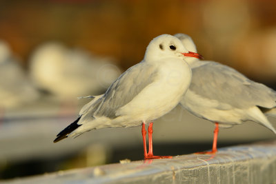 Texel NL 9-15-13 0770.JPG