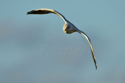 Texel NL 9-15-13 0773.JPG