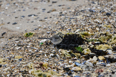 Texel NL 9-14-13 0727.JPG