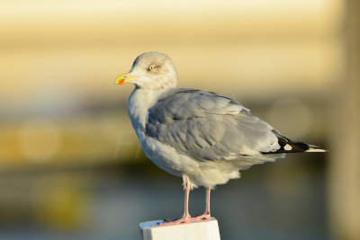 Texel NL 9-15-13 0833.JPG