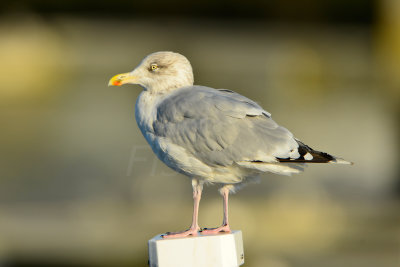 Texel NL 9-15-13 0836.JPG