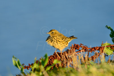 Texel NL 9-15-13 0838.JPG