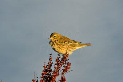 Texel NL 9-15-13 0851.JPG
