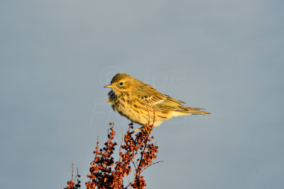 Texel NL 9-15-13 0855.JPG