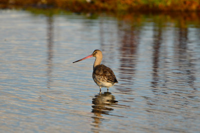 Texel NL 9-15-13 0876.JPG