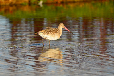 Texel NL 9-15-13 0879.JPG