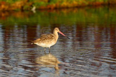 Texel NL 9-15-13 0880.JPG