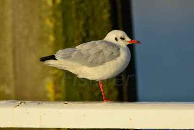 Texel NL 9-15-13 0777.JPG