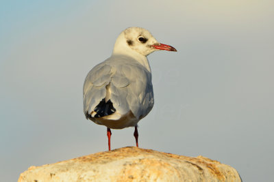 Texel NL 9-15-13 0781.JPG