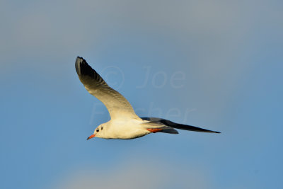 Texel NL 9-15-13 0783.JPG