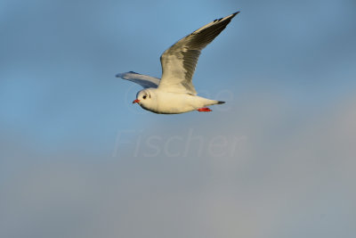 Texel NL 9-15-13 0786.JPG