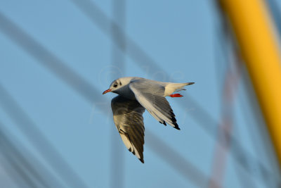 Texel NL 9-15-13 0788.JPG