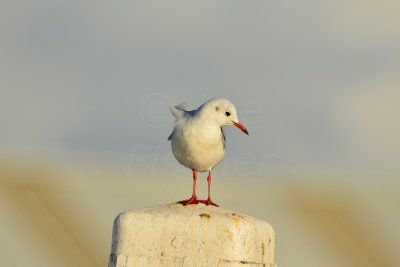 Texel NL 9-15-13 0820.JPG