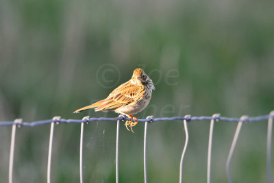 Texel NL 9-15-13 0865.JPG