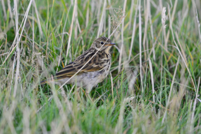Texel NL 9-15-13 0871.JPG