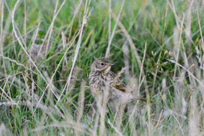 Texel NL 9-15-13 0873.JPG