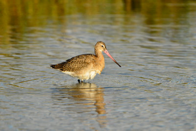 Texel NL 9-15-13 0897.JPG