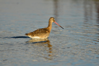 Texel NL 9-15-13 0903.JPG