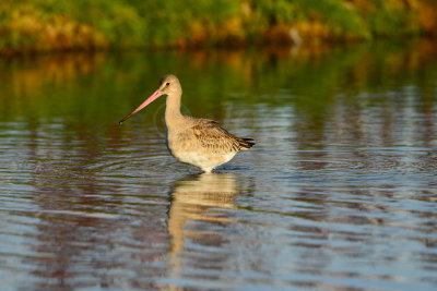 Texel NL 9-15-13 0907.JPG