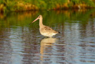 Texel NL 9-15-13 0910.JPG