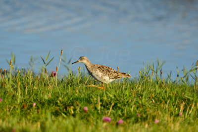 Texel NL 9-15-13 0950.JPG