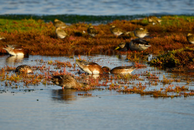 Texel NL 9-15-13 0948.JPG