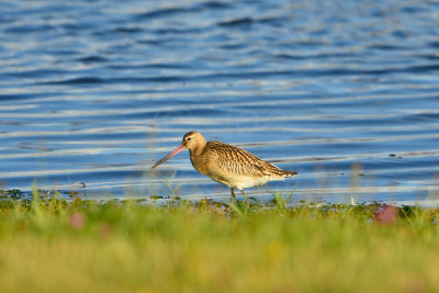 Texel NL 9-15-13 0981.JPG