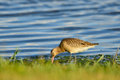 Texel NL 9-15-13 0982.JPG