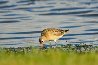 Texel NL 9-15-13 1002.JPG