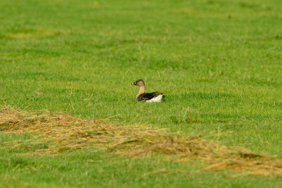 Texel NL 9-15-13 1030.JPG