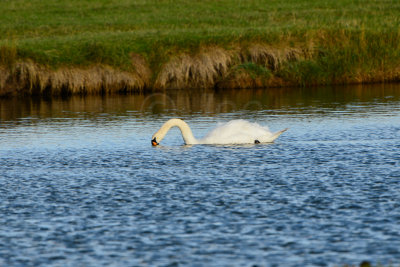 Texel NL 9-15-13 1009.JPG