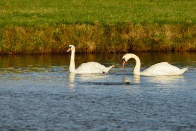 Texel NL 9-15-13 1012.JPG