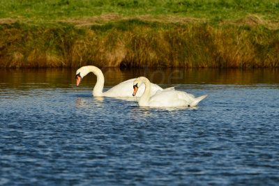 Texel NL 9-15-13 1013.JPG