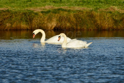 Texel NL 9-15-13 1015.JPG
