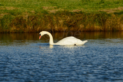 Texel NL 9-15-13 1018.JPG
