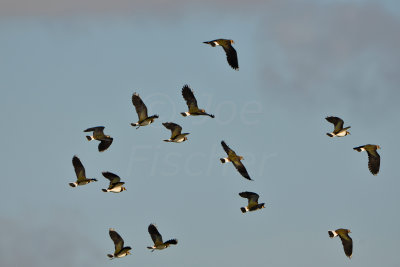 Texel NL 9-15-13 1032.JPG