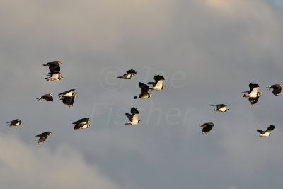 Texel NL 9-15-13 1039.JPG