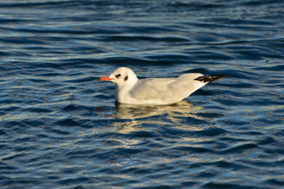 Texel NL 9-15-13 0826.JPG