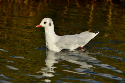 Texel NL 9-15-13 1049.JPG