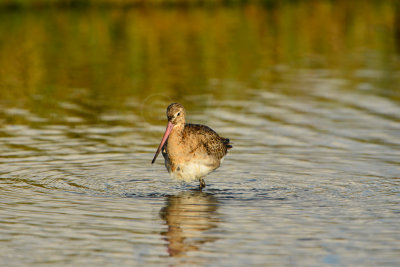 Texel NL 9-15-13 0931.JPG