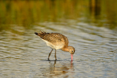 Texel NL 9-15-13 0933.JPG