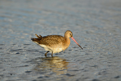 Texel NL 9-15-13 0940.JPG