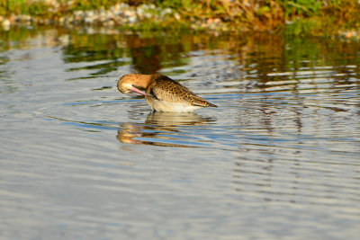 Texel NL 9-15-13 0968.JPG
