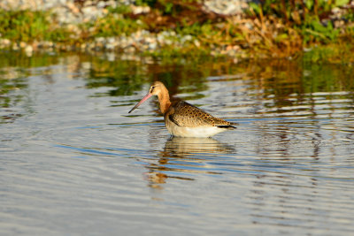 Texel NL 9-15-13 0970.JPG